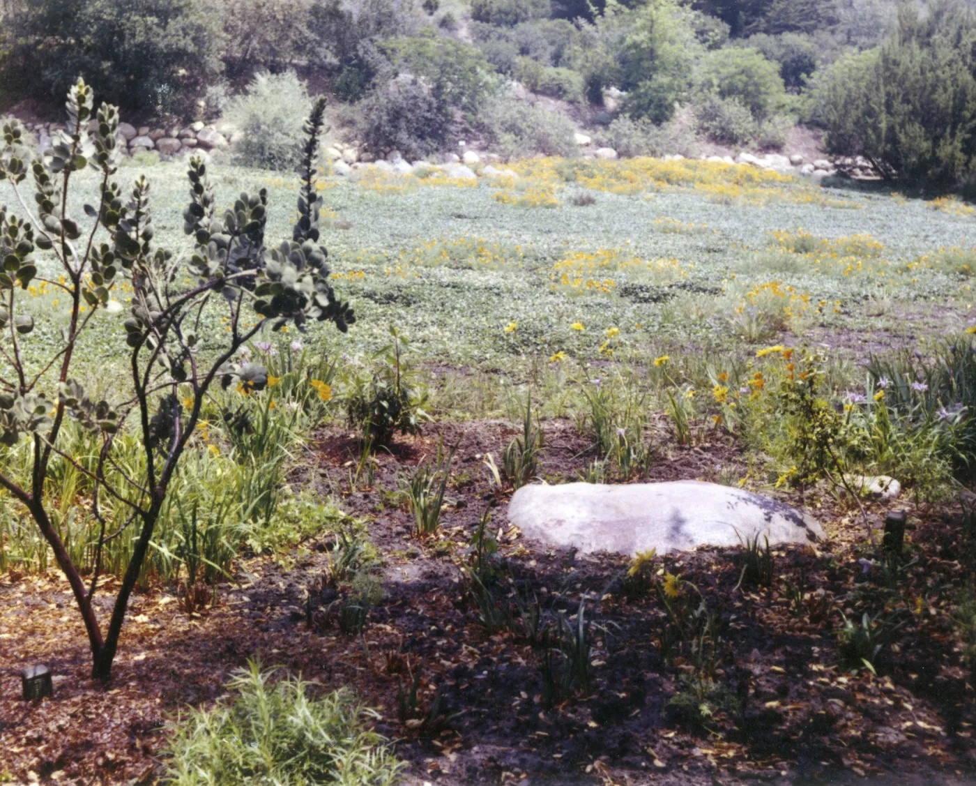 Meadow border