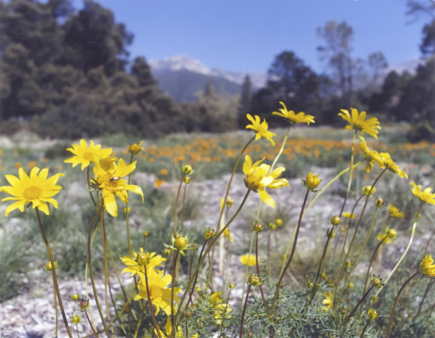 Coreopsis in bloom, Meadow