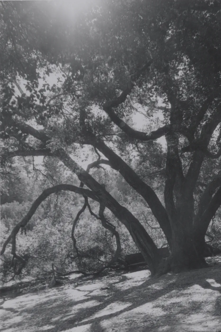 Meadow Oaks (Coastal Live Oak)