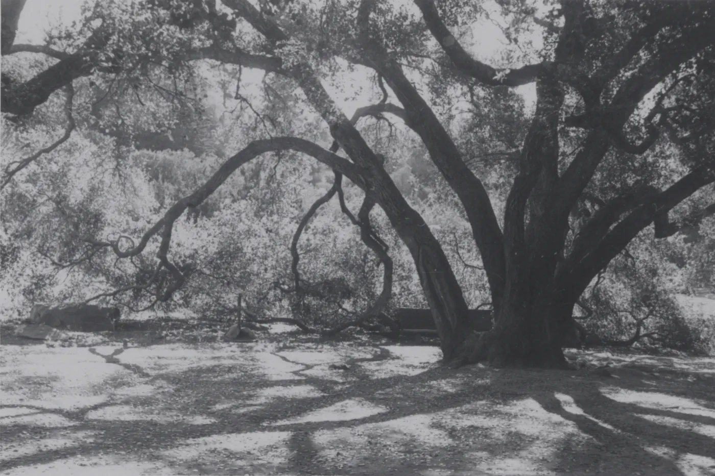 Meadow Oaks (Coastal Live Oak)