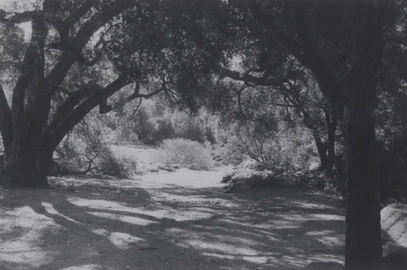 Meadow Oaks