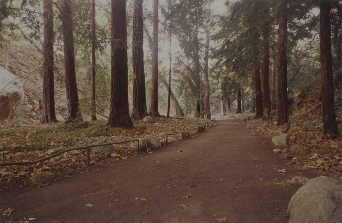 Redwood Section