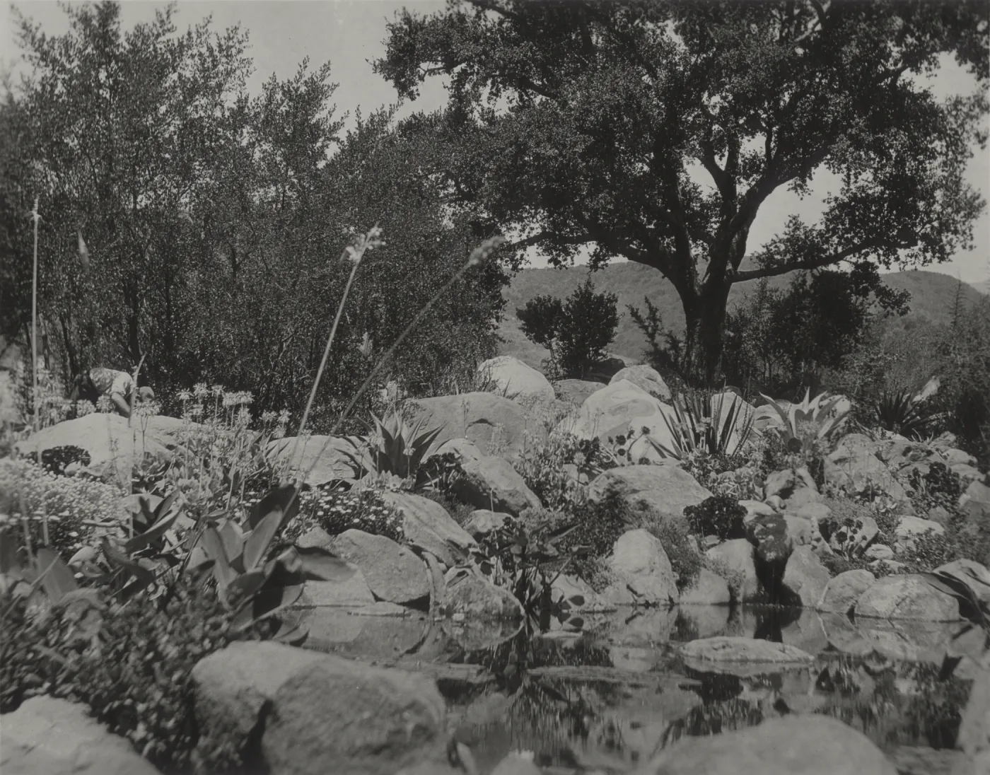 historic Meadow pool