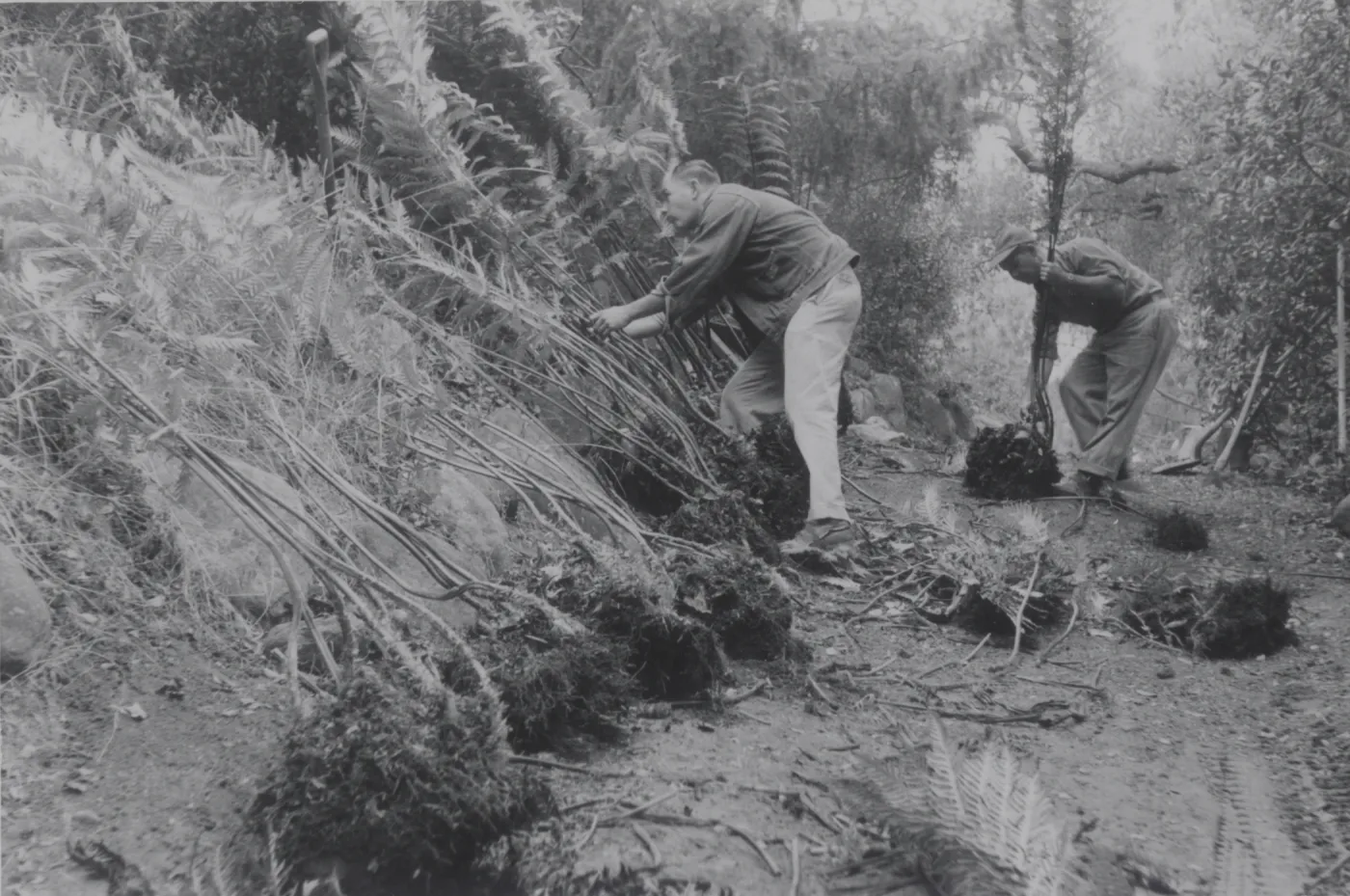 planting the Indian Steps slope, 1957
