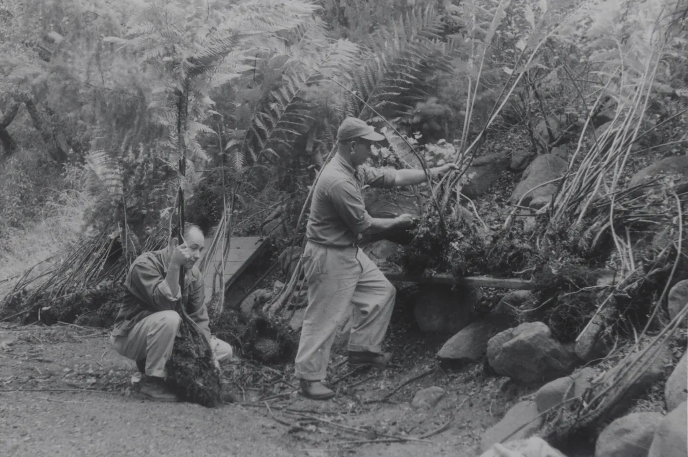 planting the Indian Steps slope, 1957