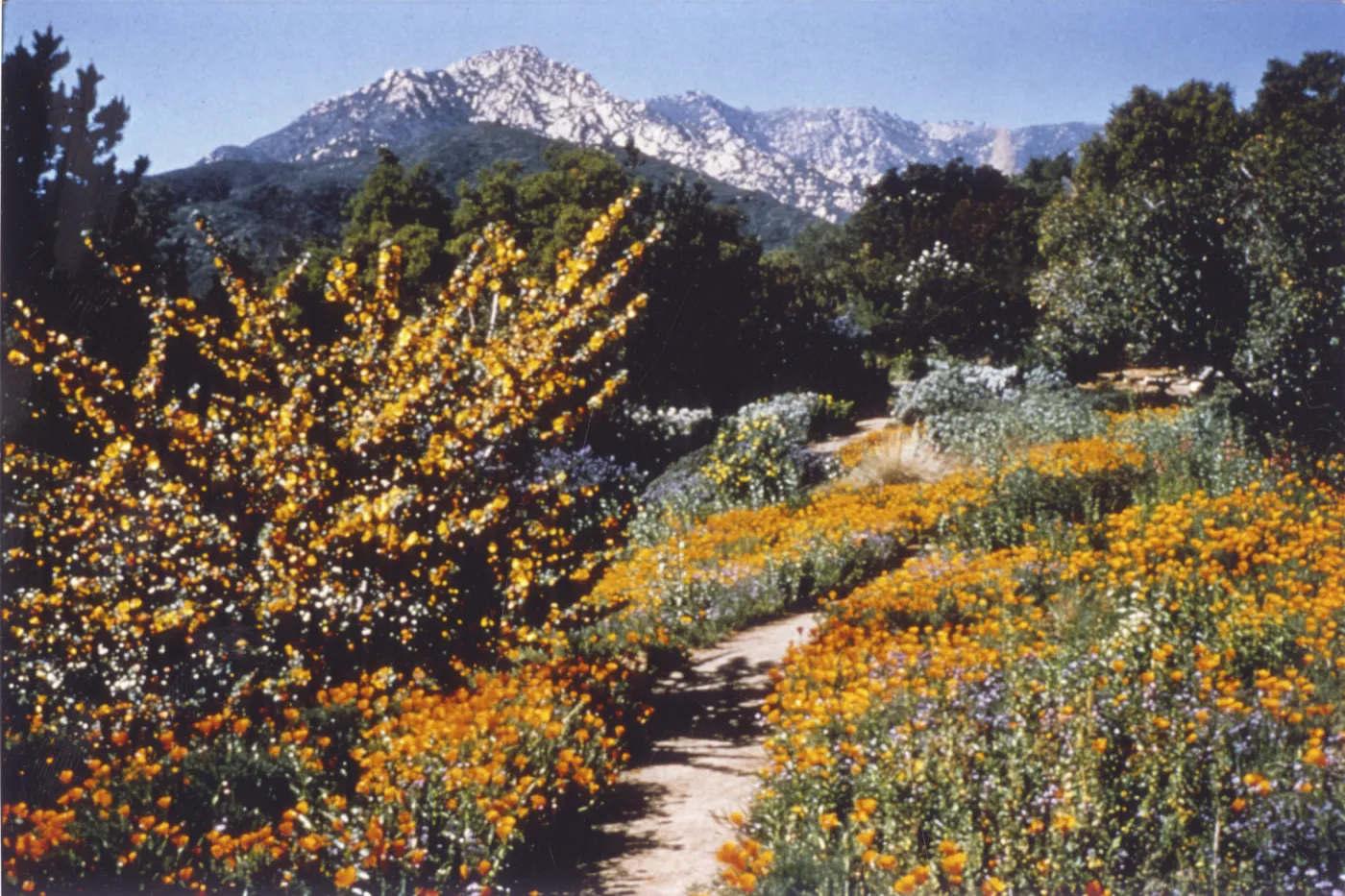 Porter Trail in bloom