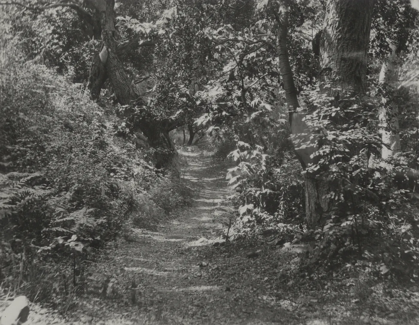Canyon Trail