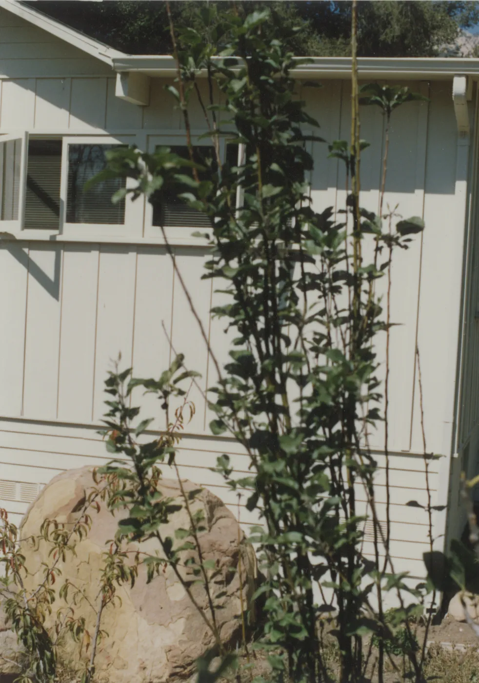 Cottage and garden