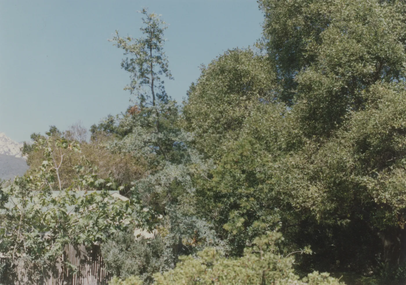 Cottage and garden