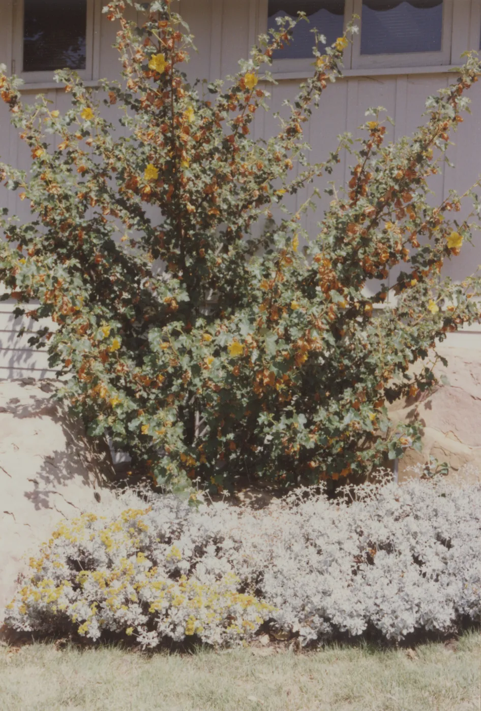 Home Demonstration Garden