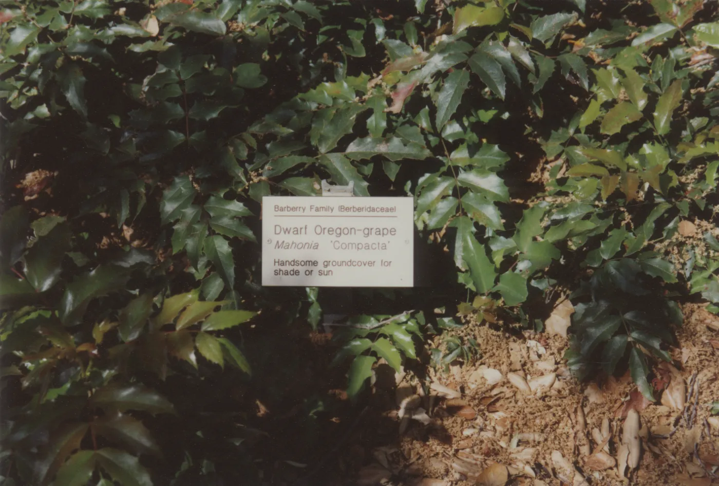 Home Demonstration Garden