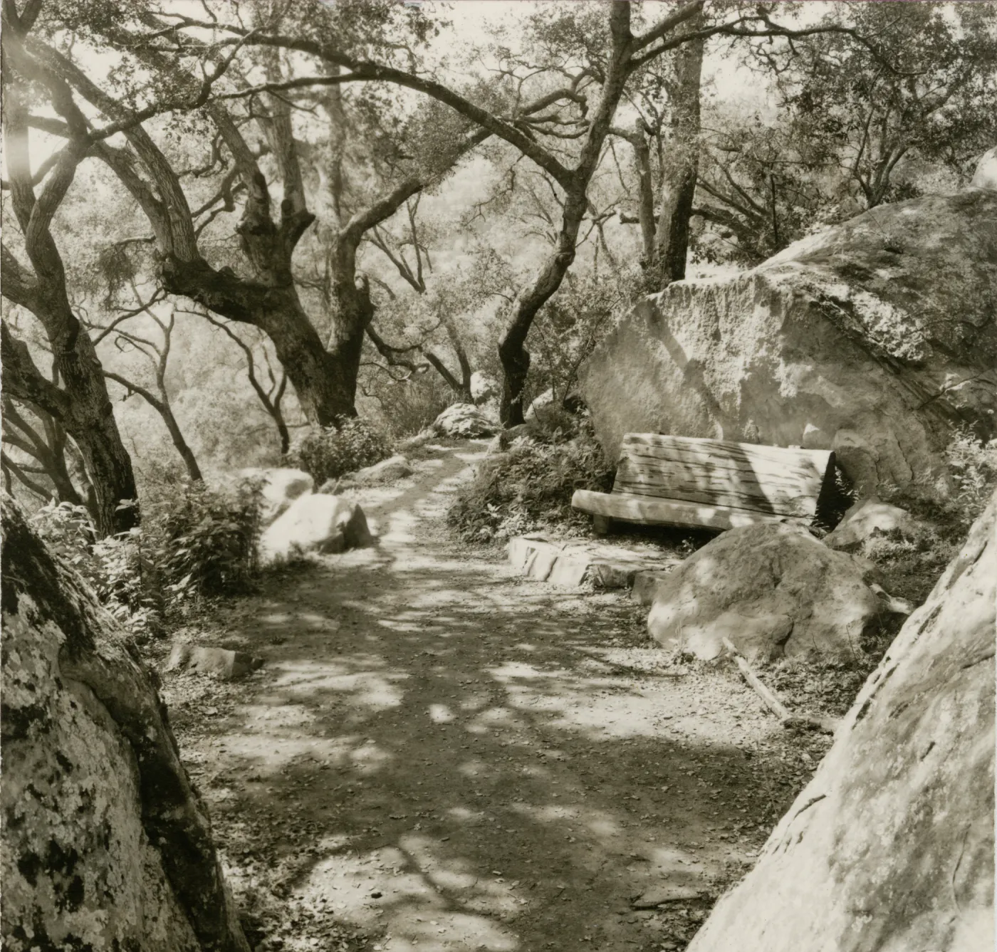wood bench on the Pritchett Trail