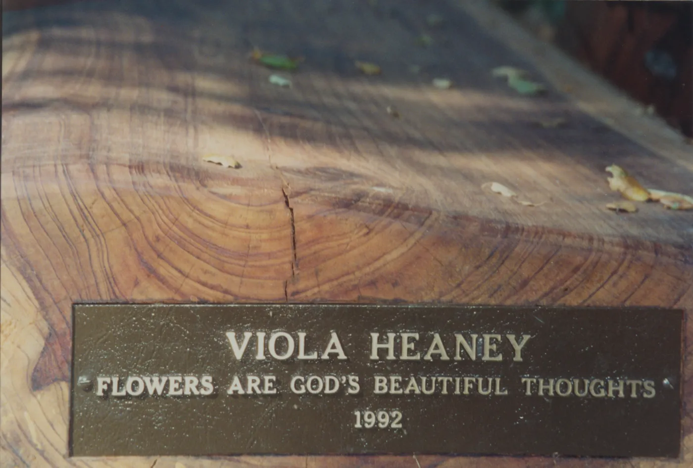 Viola Heaney Bench, 1992