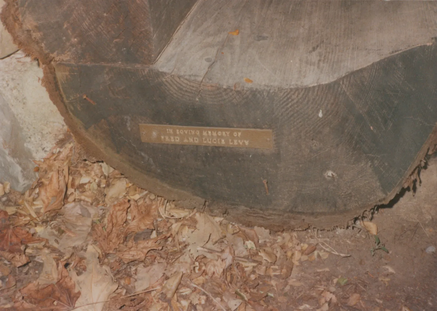 Fred and Lucie Levy Bench, 1983, at old site in Redwood Section 
