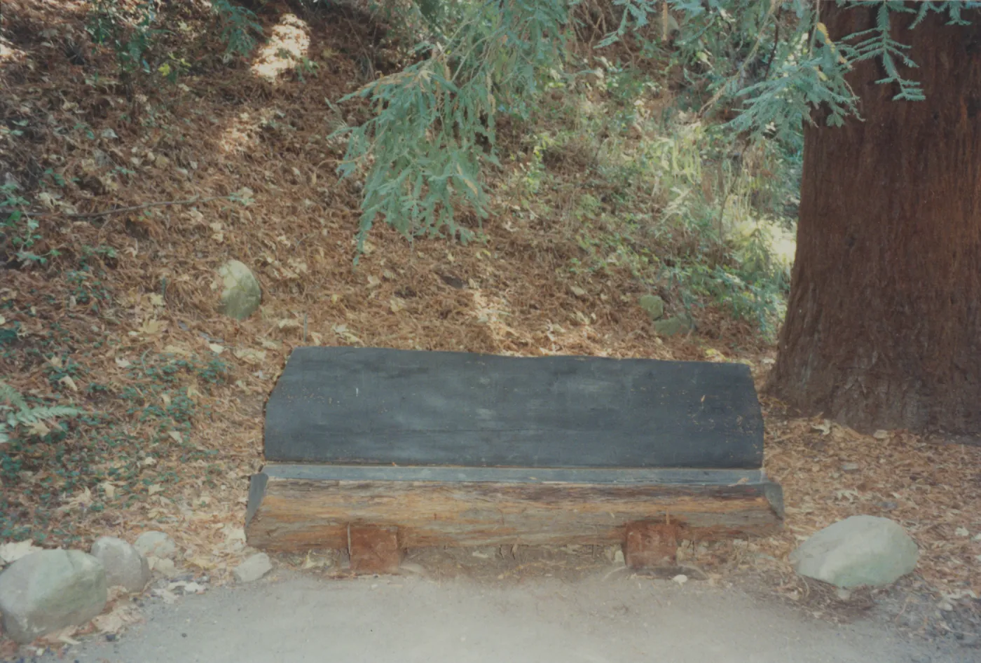 Fred and Lucie Levy Bench, at new site in Redwood Section