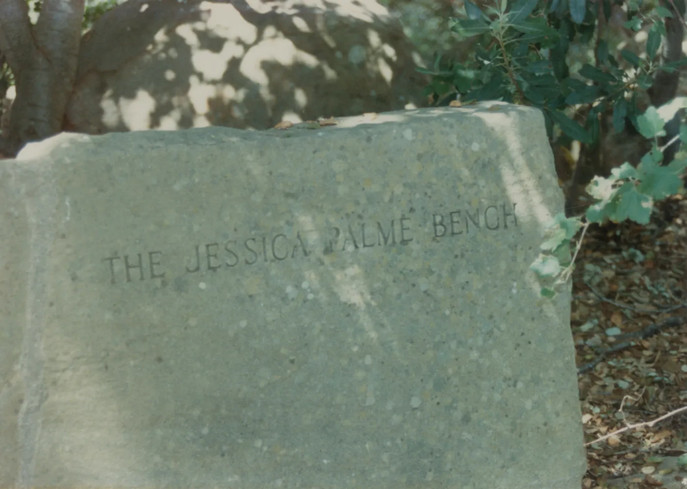 Jessica Palme Bench, 1967, stone bench under the Meadow Oaks