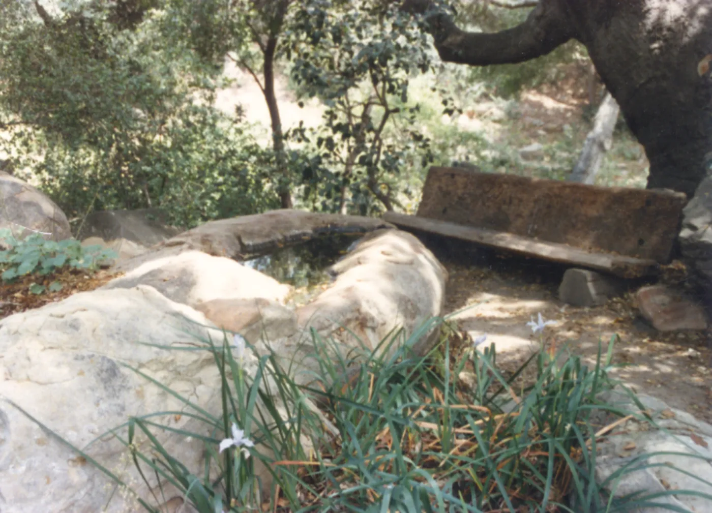 old wood bench in Manzanita Section (replaced by Weininger Bench)