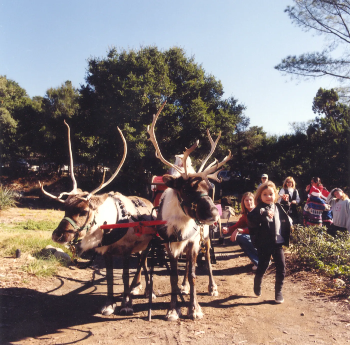 Winterfest, reindeer