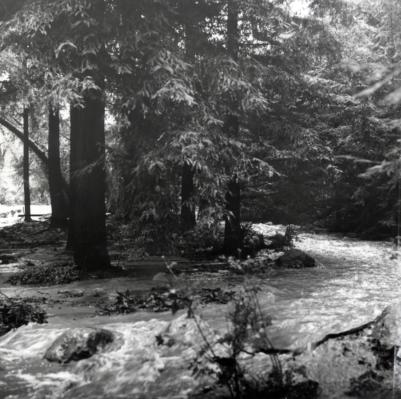 At the height of the flooding after the torrential rains, cascades of water flowed over the dam and raced through the Redwood Section