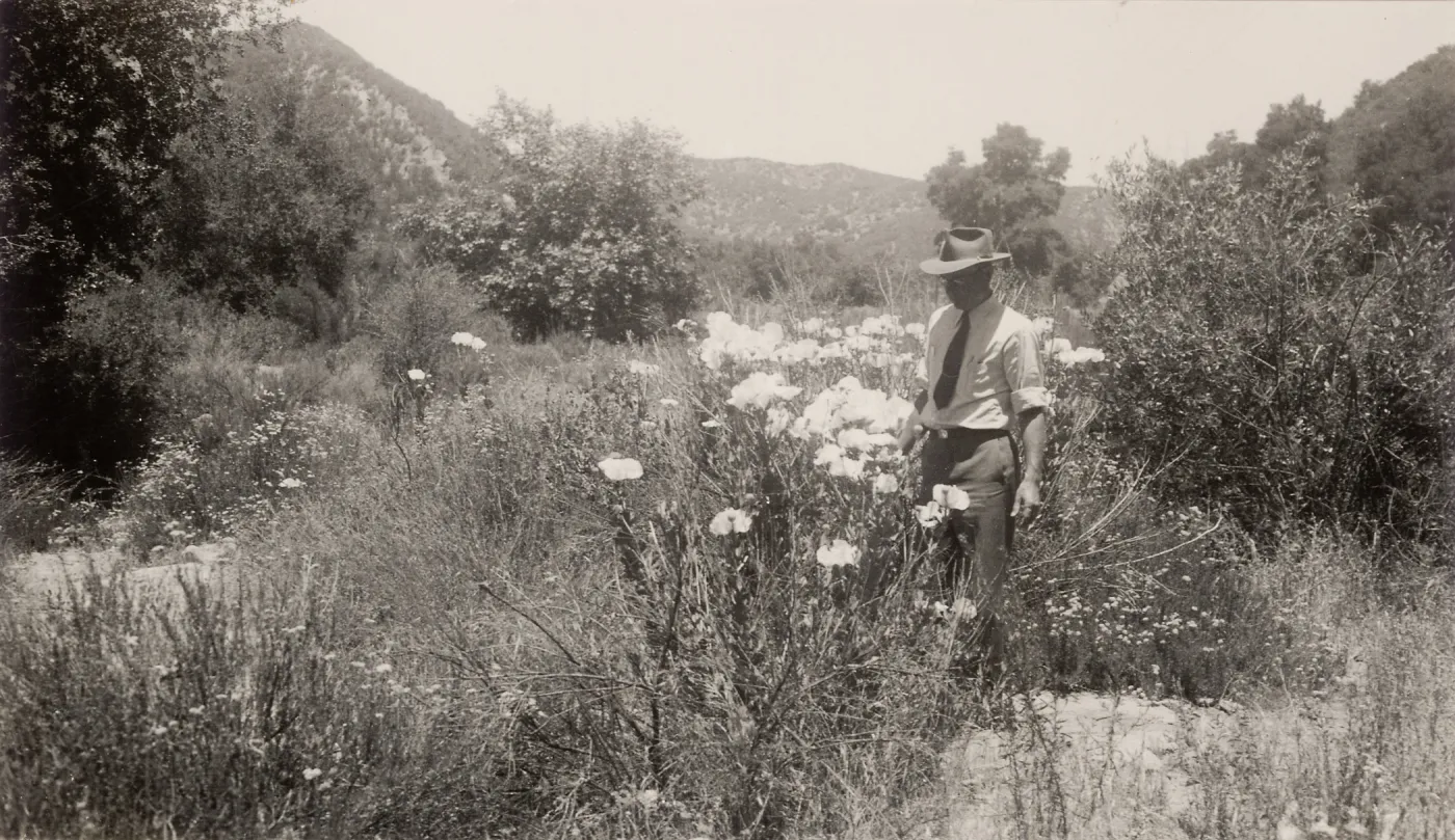Woodbridge Metcalf, above Gibraltar Dam, 1930s, 6227. Romneya