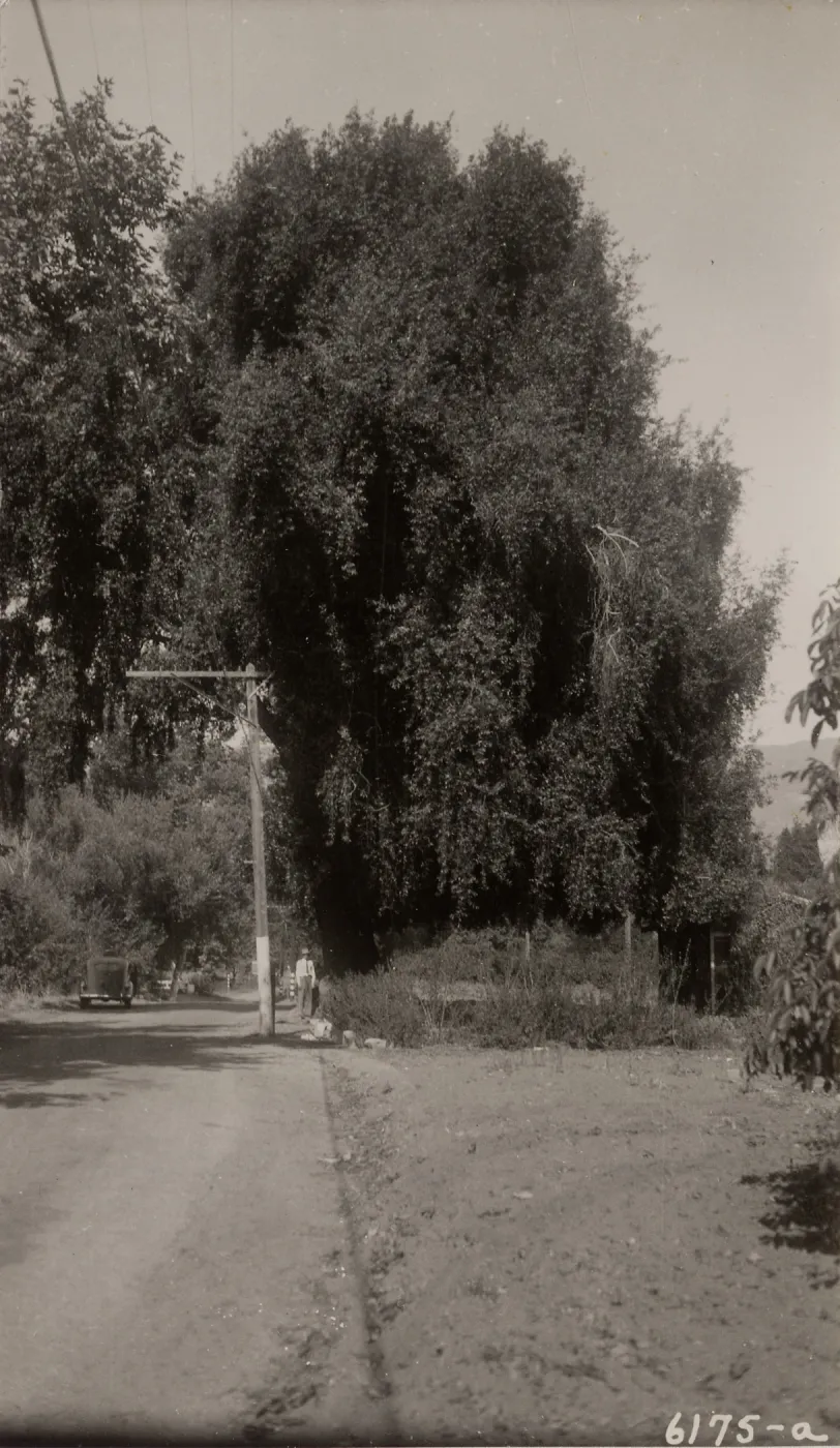the Laurel of San Marcos, Santa Barbara county, 1930s, 6175a. Umbellularia
