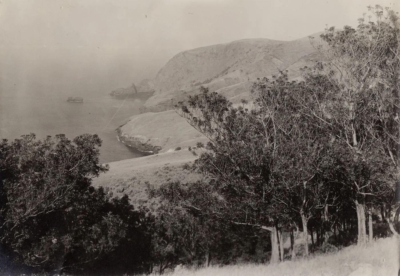 Lyonothamnus floribundus ssp. asplenifolius, Santa Cruz Island, Arch Rock in distance
