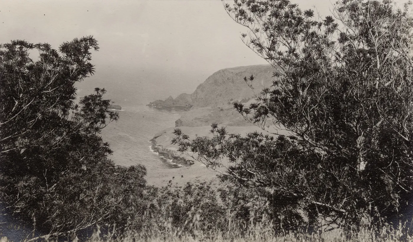 Lyonothamnus floribundus ssp. asplenifolius, Santa Cruz Island, Arch Rock in distance