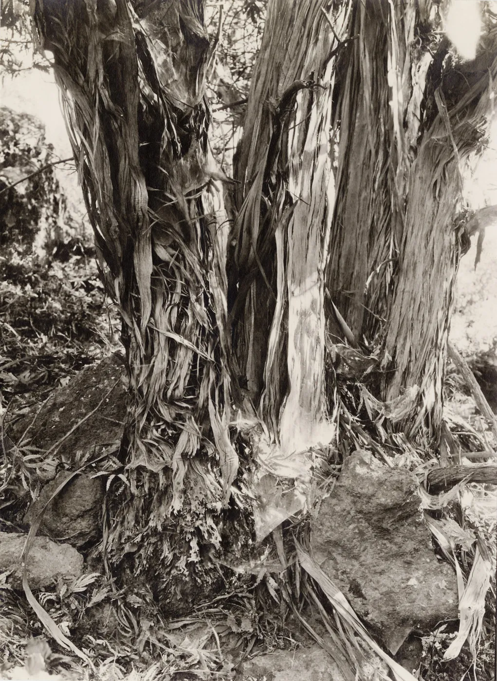 shreddy bark on trunk of Lyonothamnus floribundus ssp. asplenifolius, Santa Cruz Island