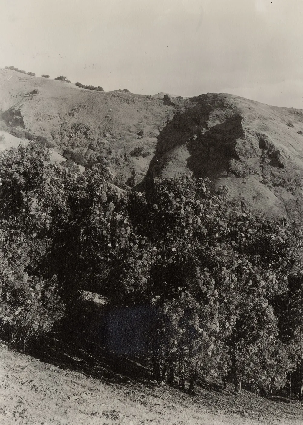 Lyonothamnus floribundus ssp. asplenifolius, north slope of Santa Cruz Island, west of Valdez Canyon