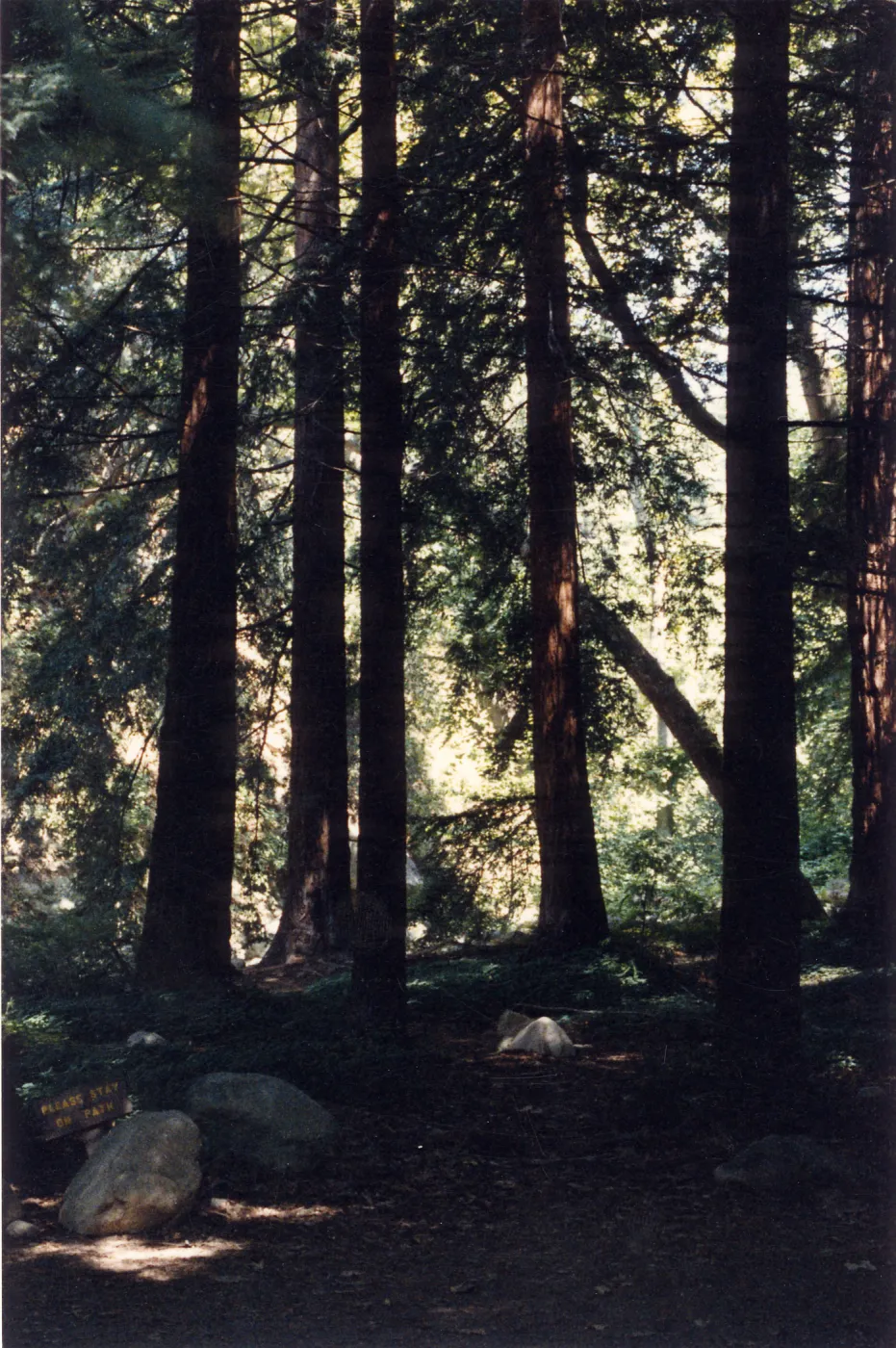 Redwood Section (Coast Redwood)