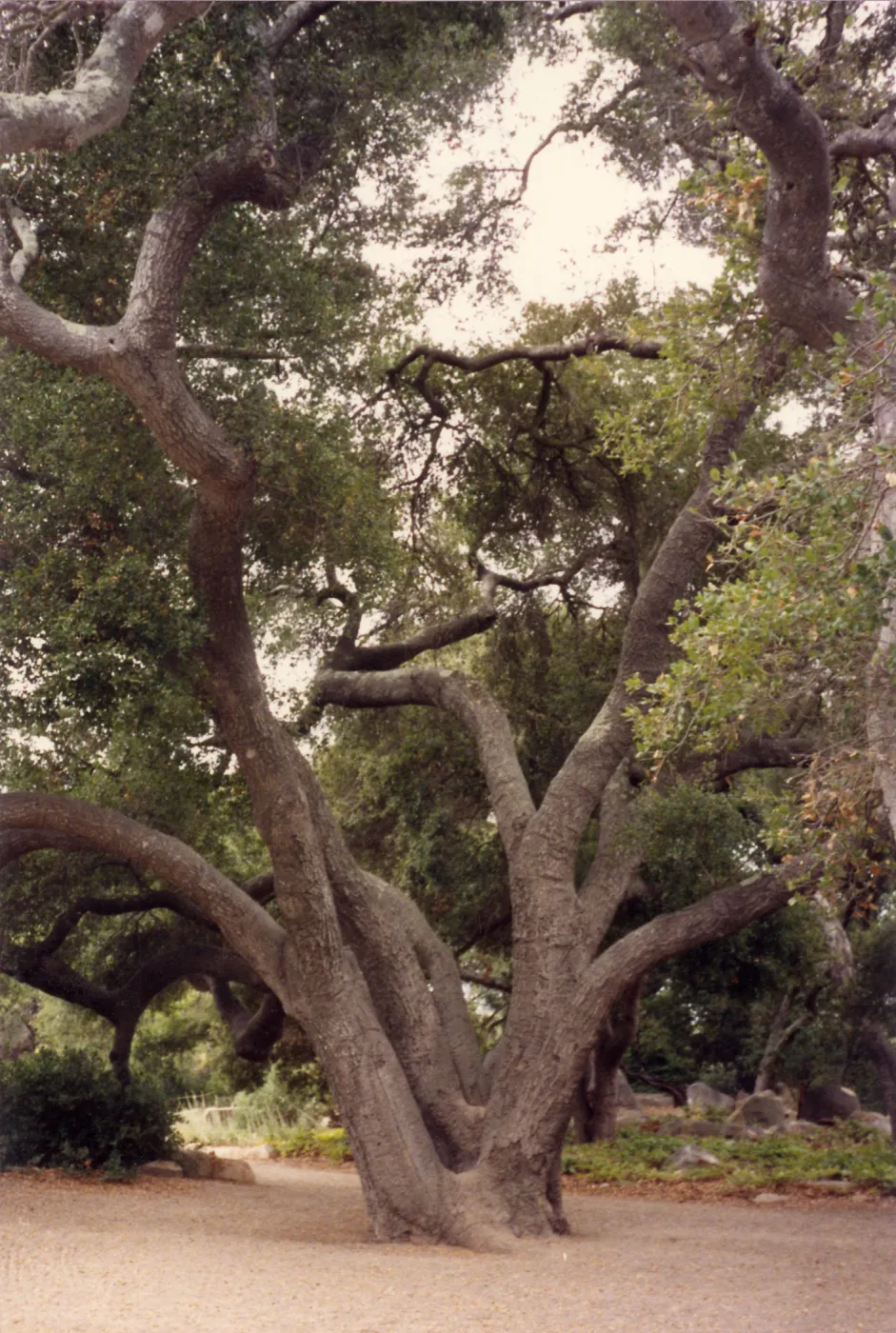 large branching oak (Coastal Live Oak) in center of open area, Meadow Oaks