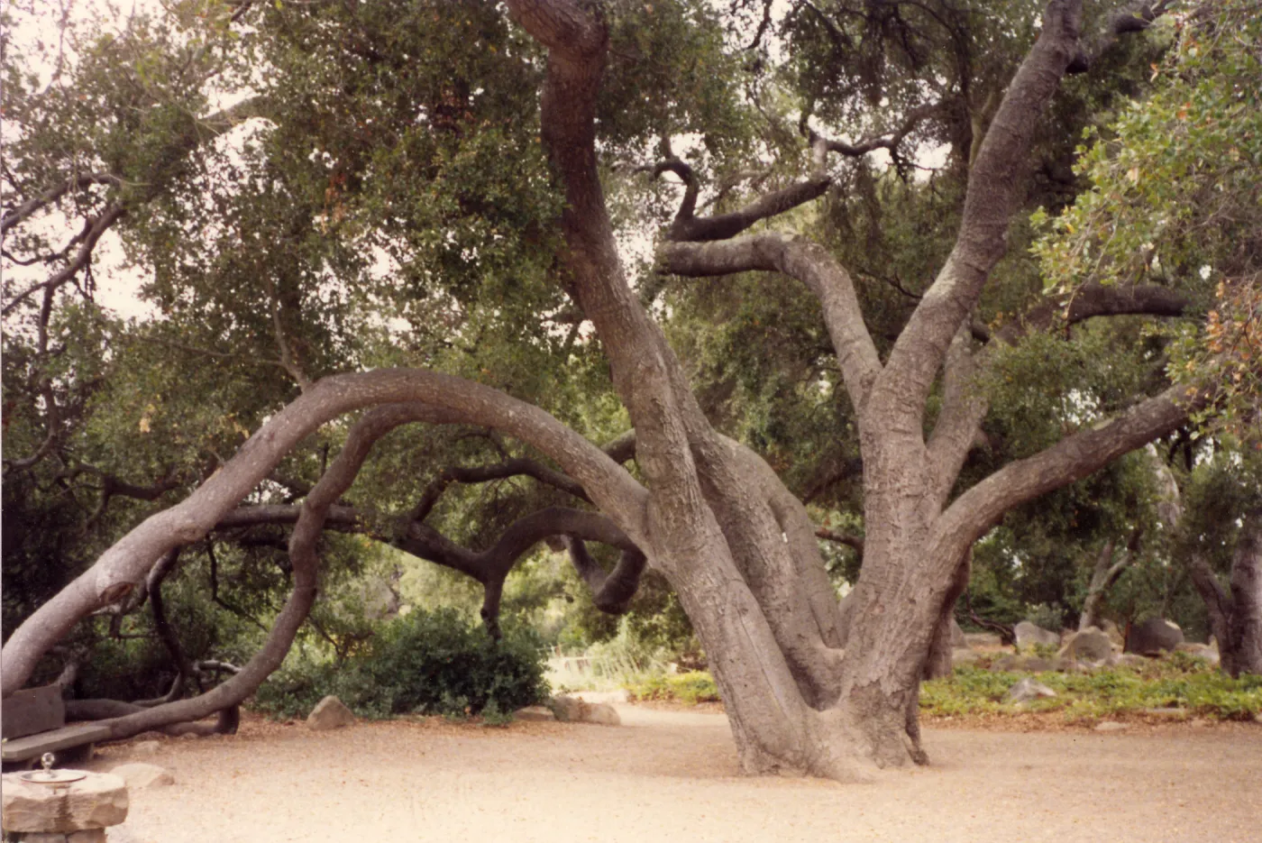 Meadow Oaks