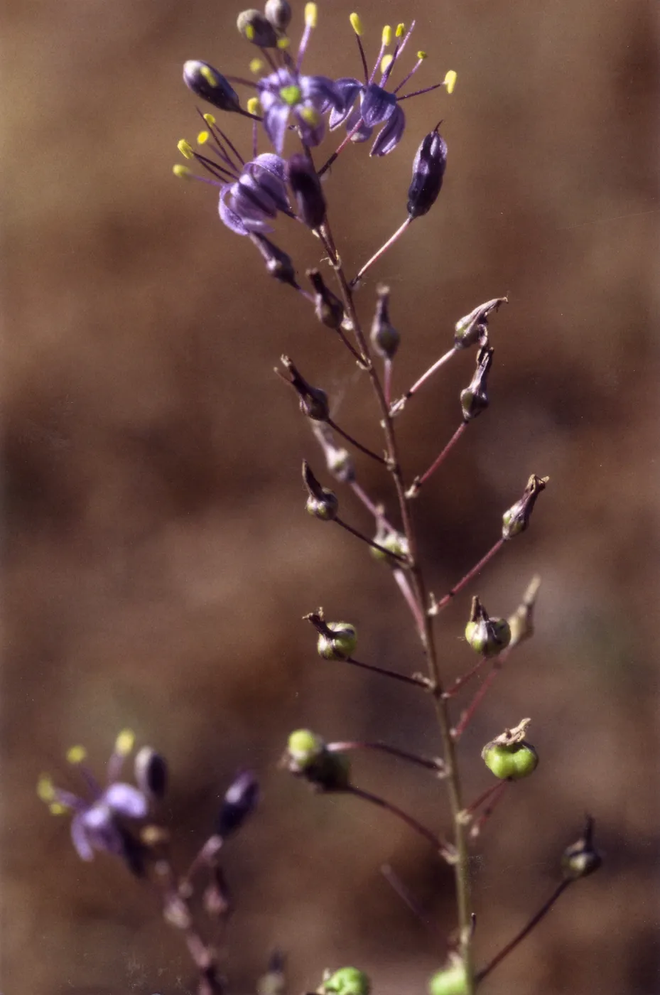 Rare Plant photo used for Night Music publicity