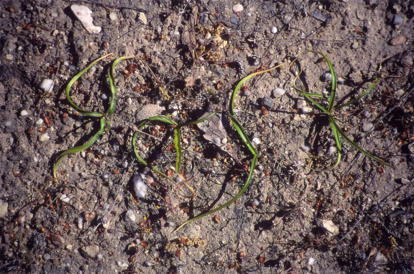 Rare Plant photo used for Night Music publicity