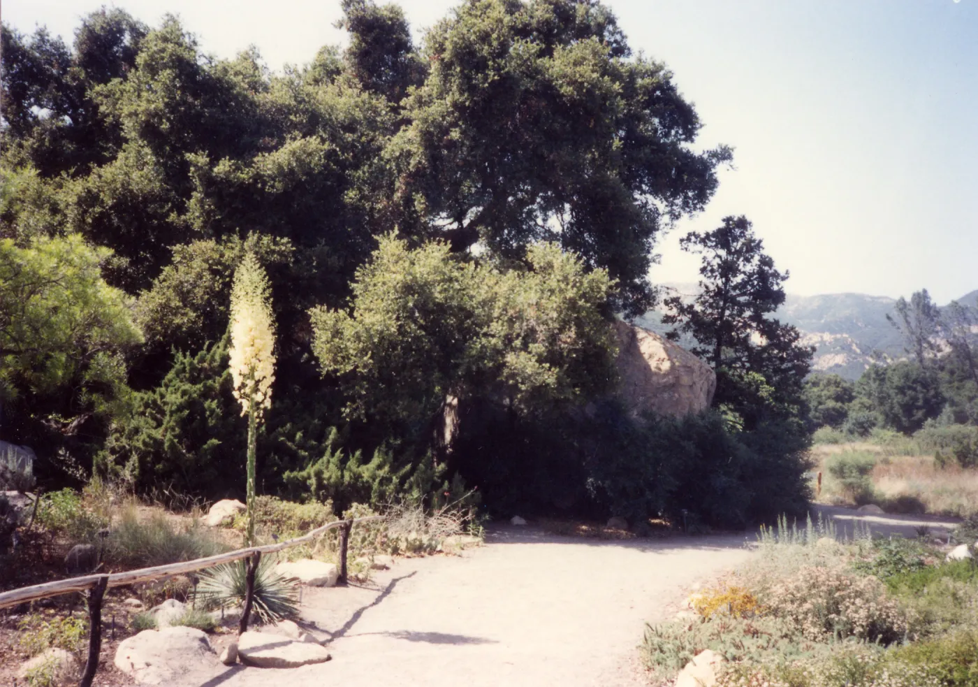 Meadow Area