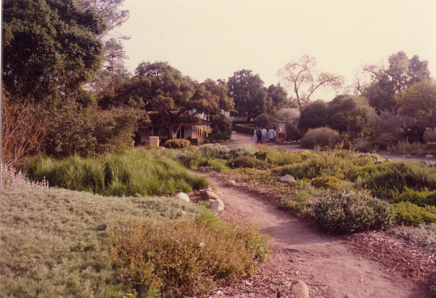 Meadow Area