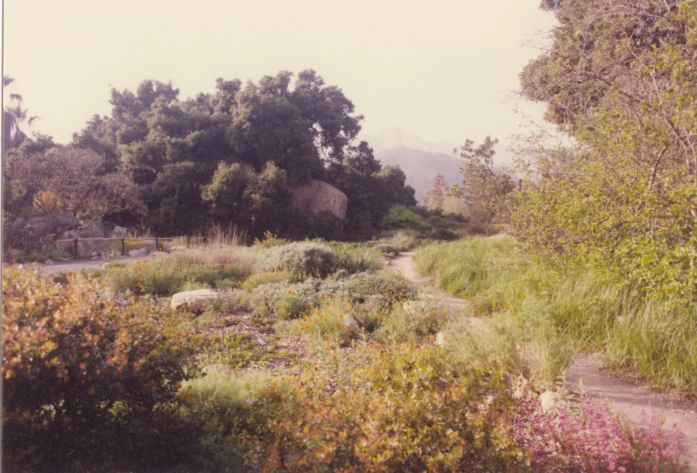 Meadow Area