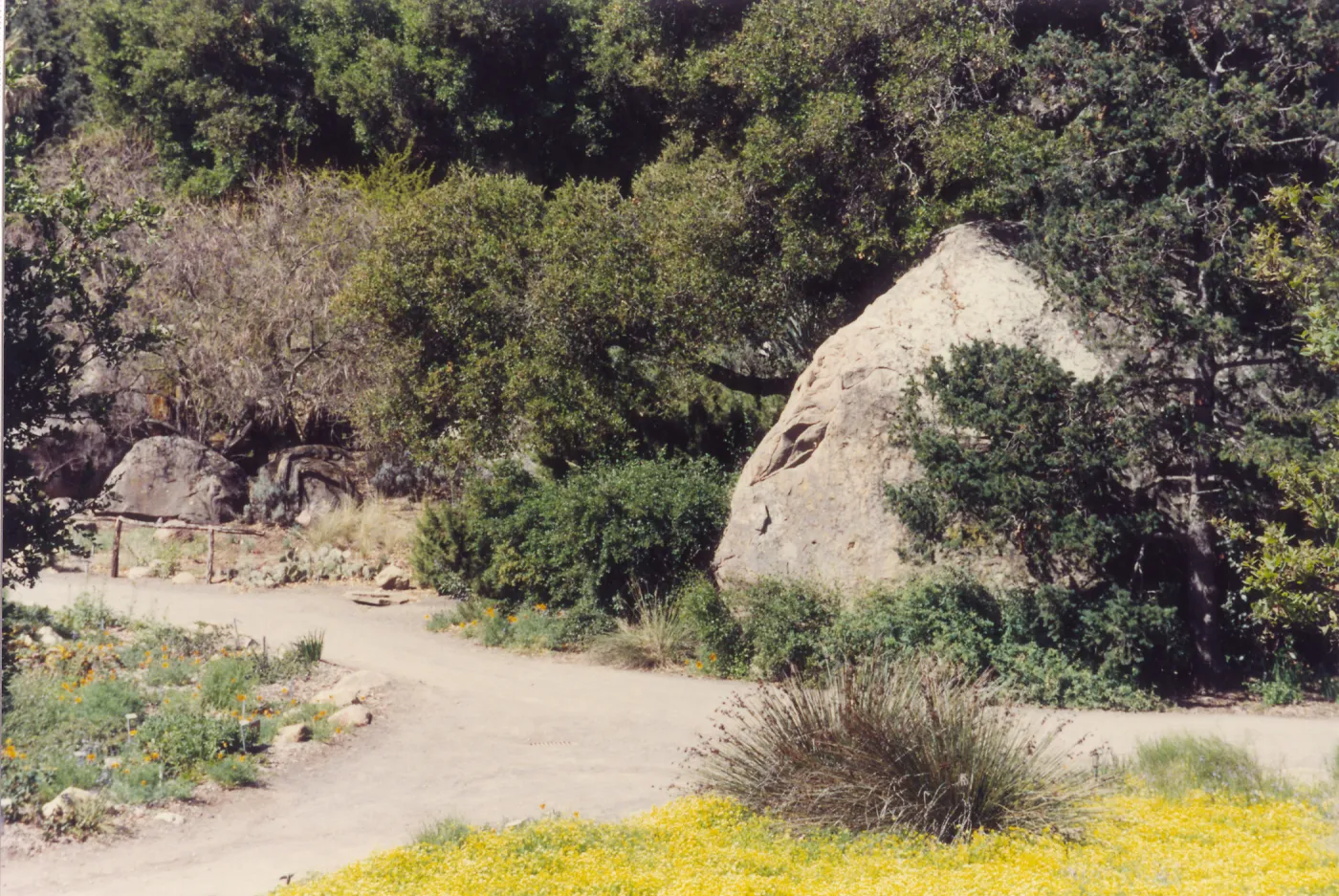 Meadow Area