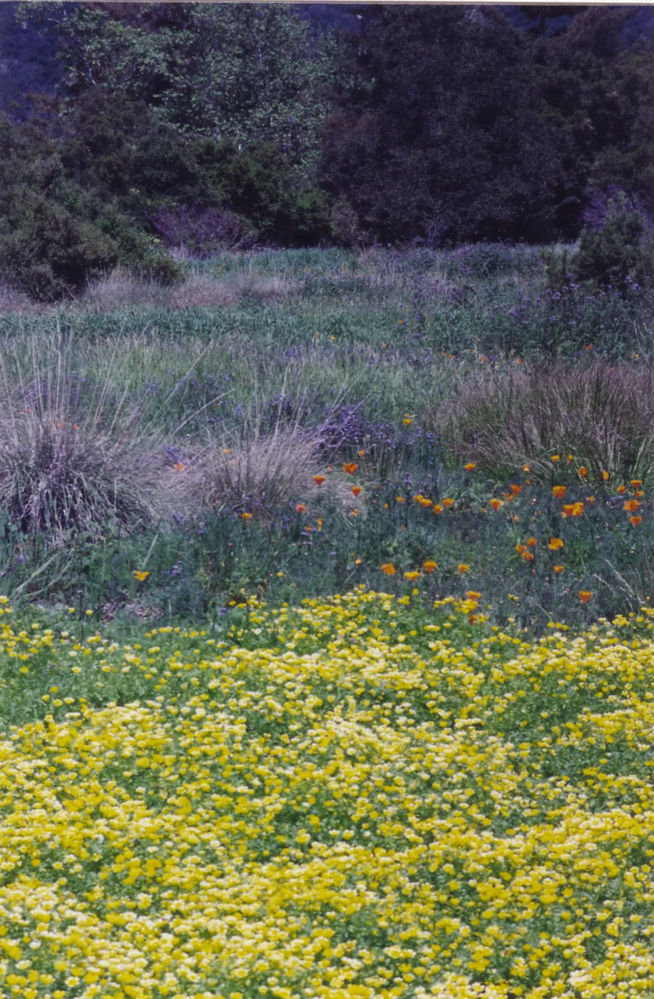 Meadow Area