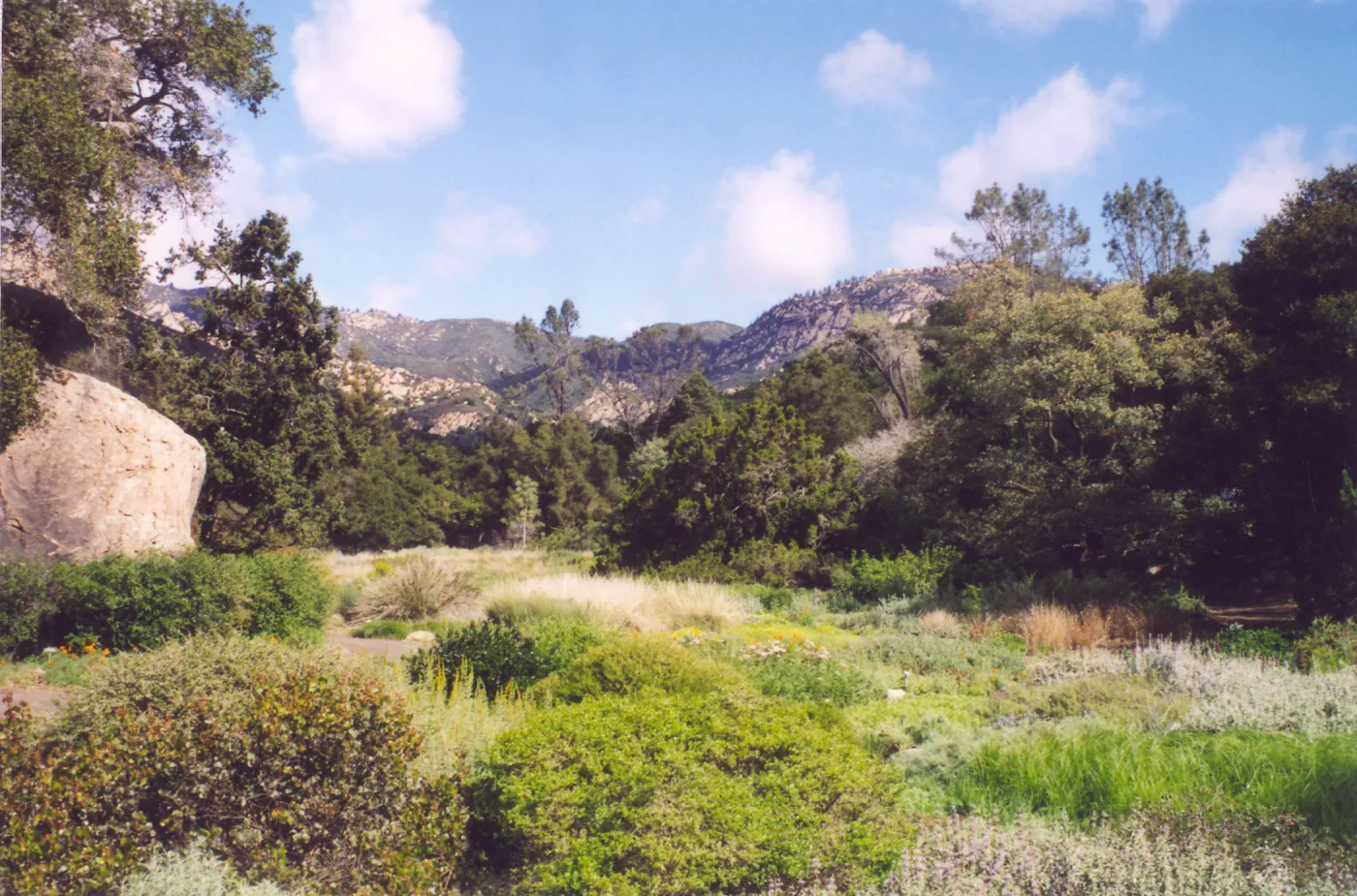 Meadow Area
