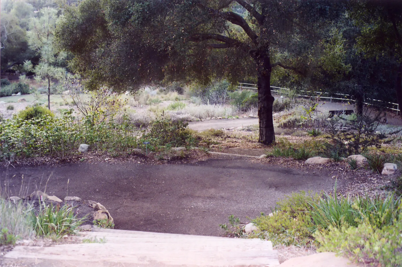 Meadow Area