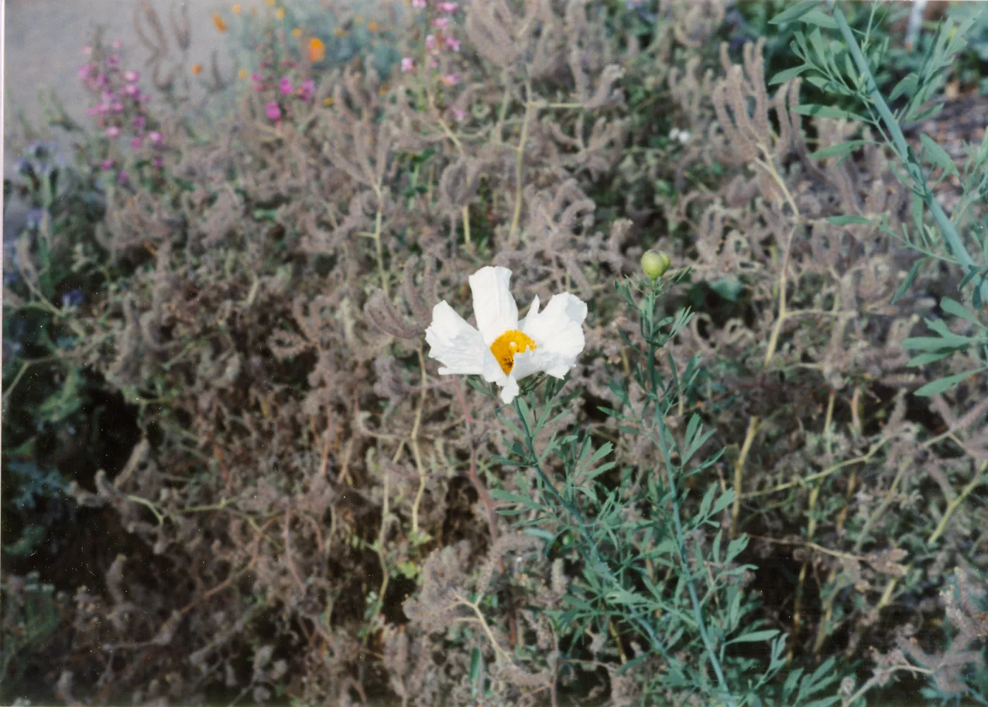 Romneya coulteri