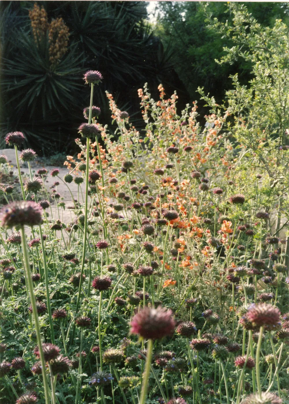 Sphaeralcea ambigua, Alium columbarium, Desert Section