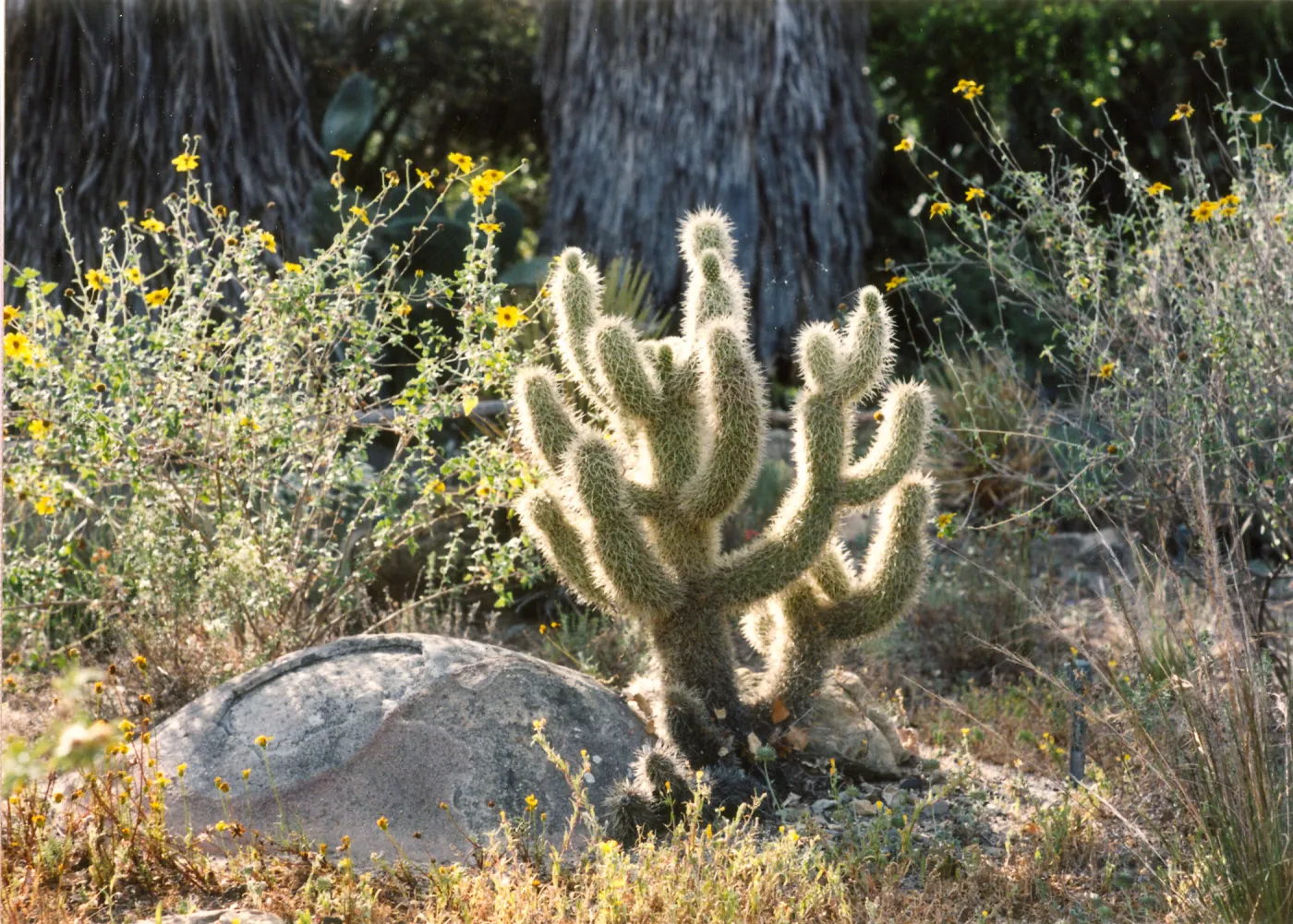 Opuntia biglovii, Desert Section