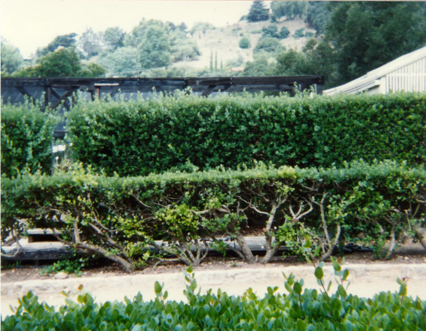 Garden Growers Nursery in late 1990s to early 2000s