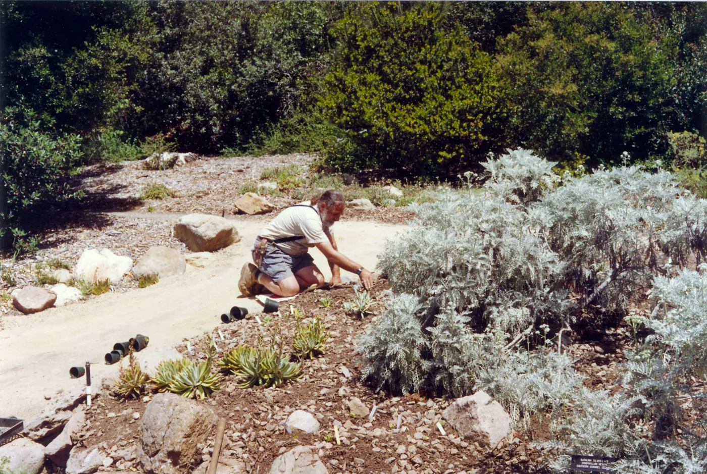 Planting of the Dudleya display, Geege Ostroff