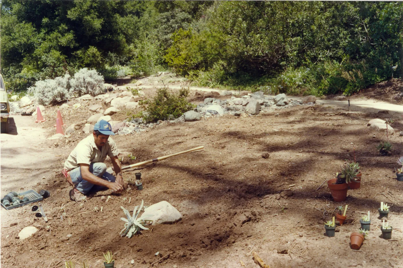Planting of the Dudleya display, Manuel Gonzalez