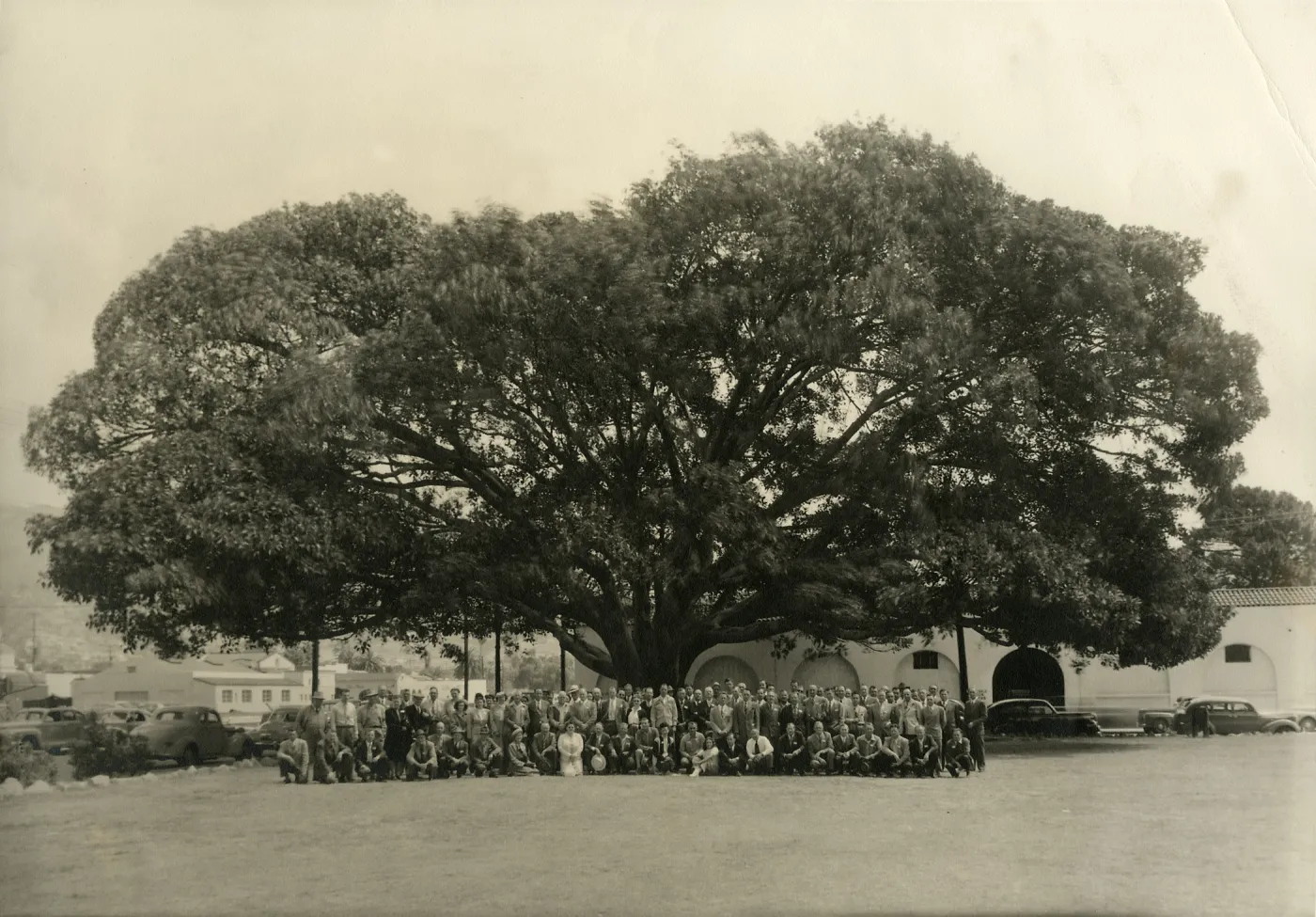 Group portrait at Moreton Bay Fig Tree