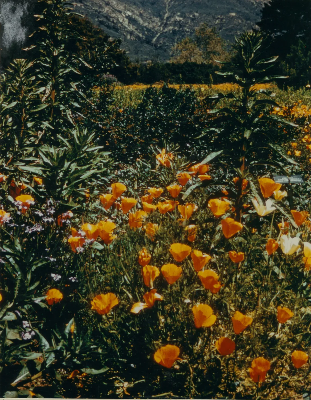 Meadow Section