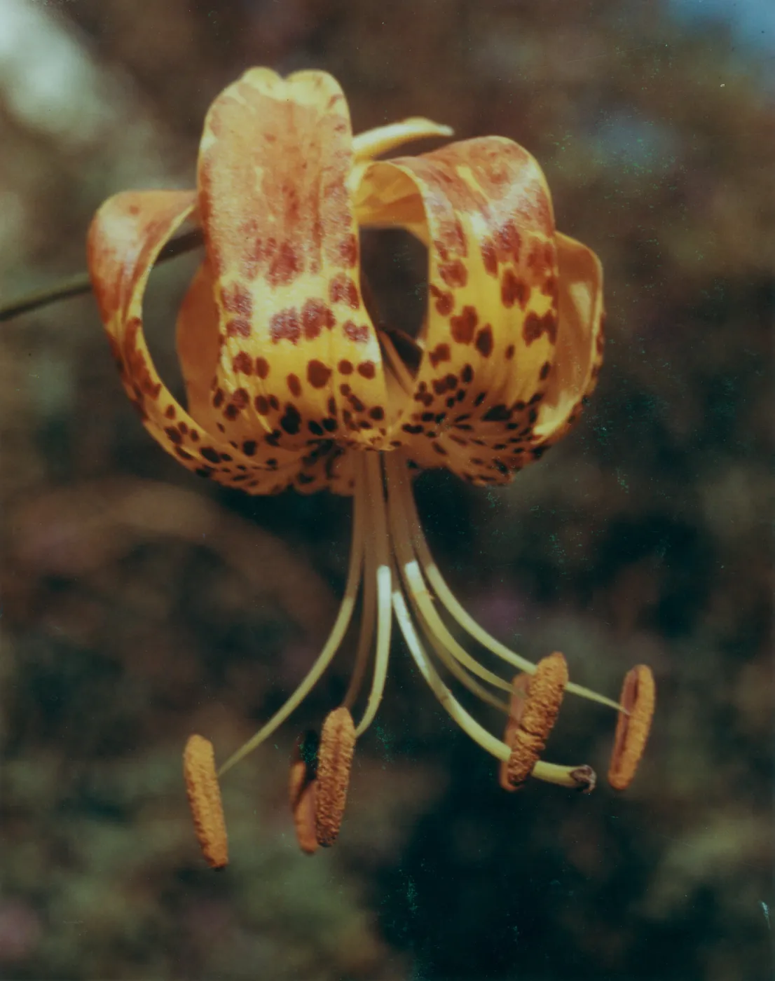 Humboldt Tiger Lily; Liliam humboltii var ocellatum